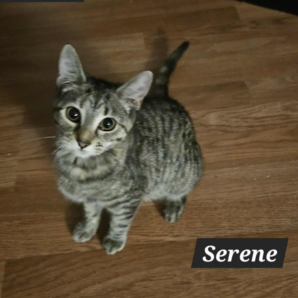 Serene, Adoptable, Young Female Domestic Short Hair.