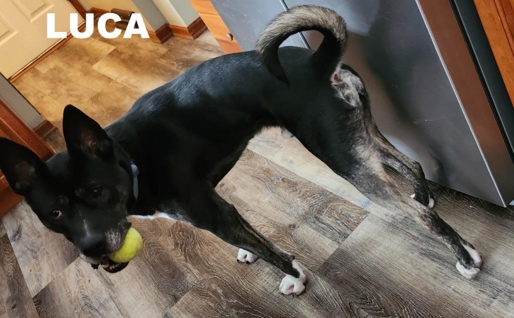 Luca, Adoptable, Adult Male American Staffordshire Terrier & Pit Bull Terrier.