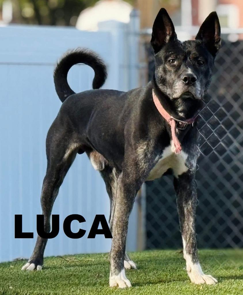 Enlarge Luca, a Adoptable mixed breed in Owatonna, MN image 3/3