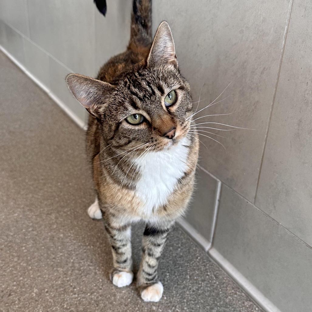 Amber, Adoptable, Adult Female Domestic Short Hair.