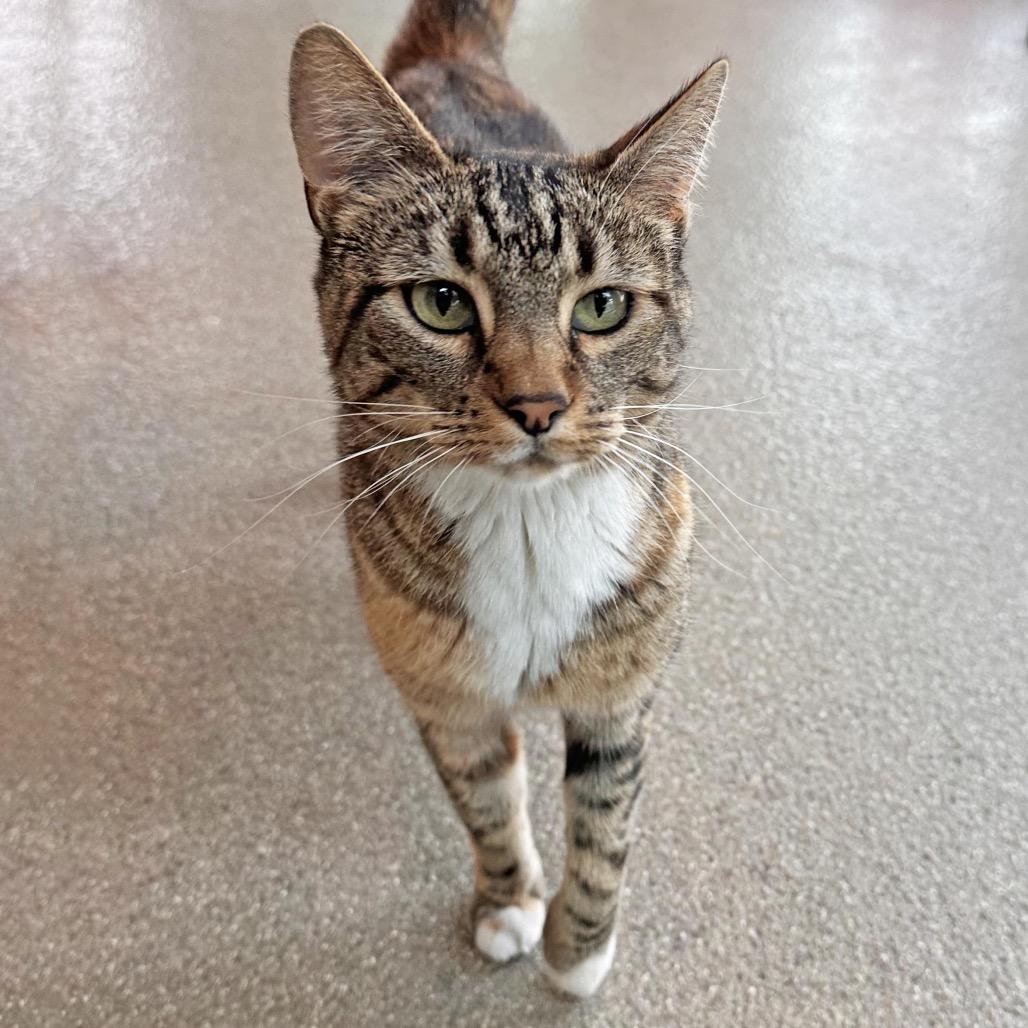 Amber, a Adoptable Domestic Short Hair in Hailey, ID image 2/5