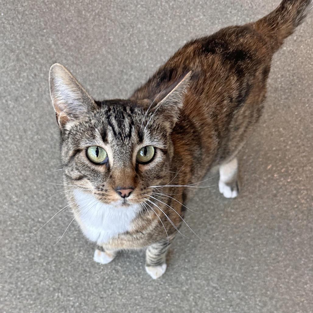 Amber, a Adoptable Domestic Short Hair in Hailey, ID image 3/5