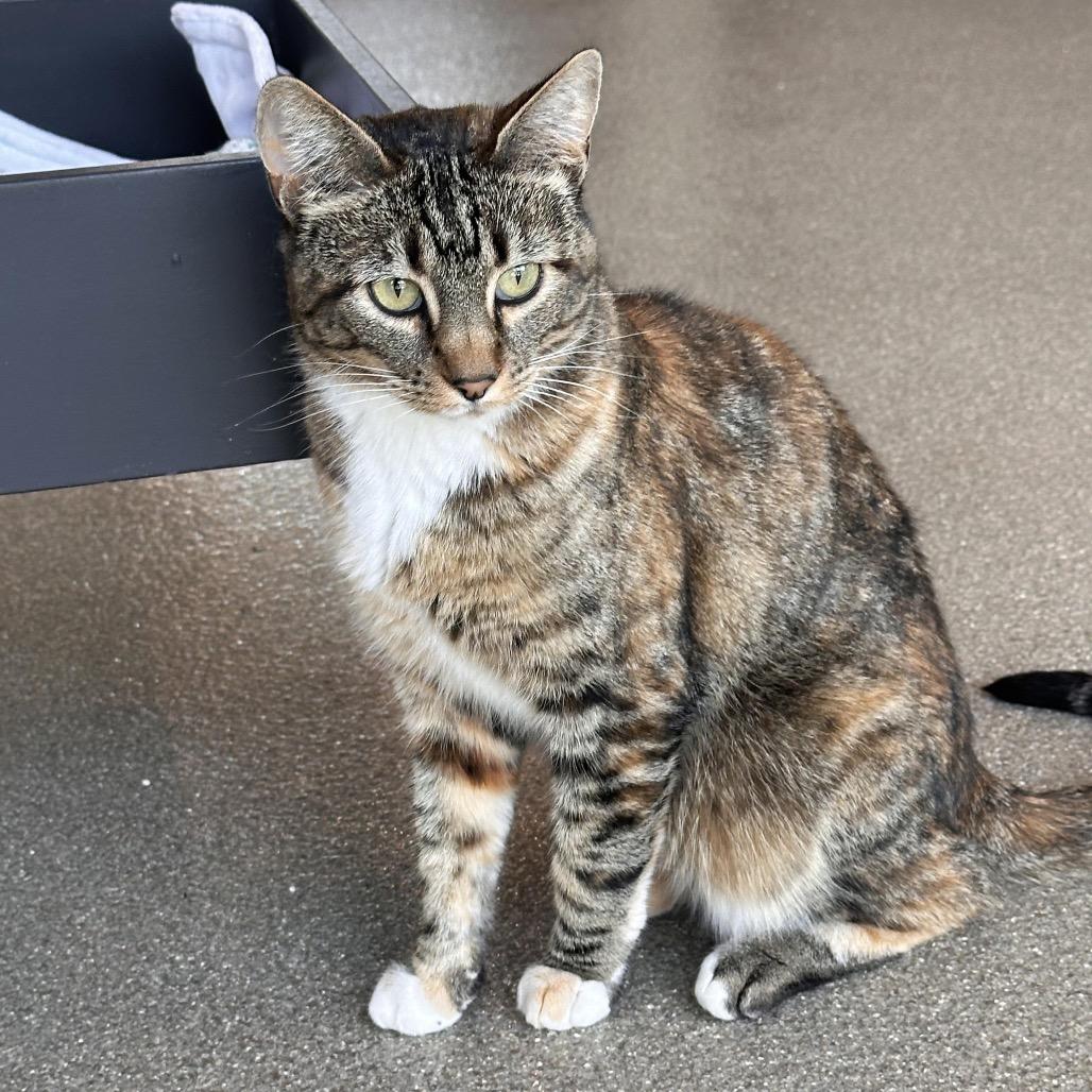 Amber, a Adoptable Domestic Short Hair in Hailey, ID image 4/5