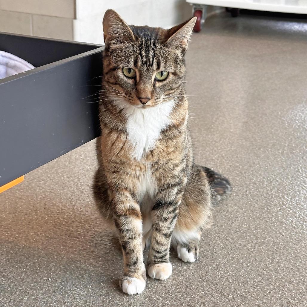 Amber, a Adoptable Domestic Short Hair in Hailey, ID image 5/5