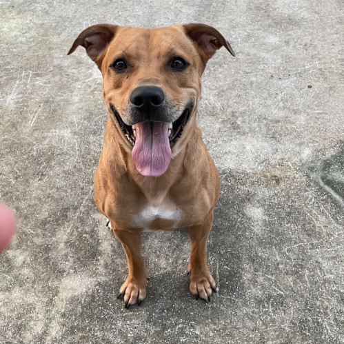 Tyson, Adult Male Rhodesian Ridgeback