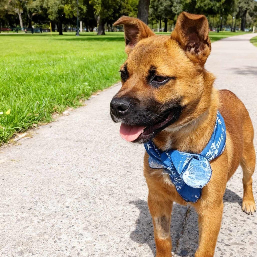 Rosco, Adoptable, Young Male Mixed Breed.