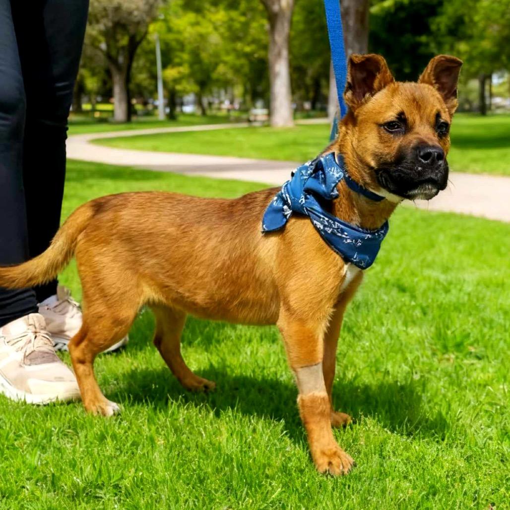 Enlarge Rosco, a Adoptable Mixed Breed in San Diego, CA image 1/1