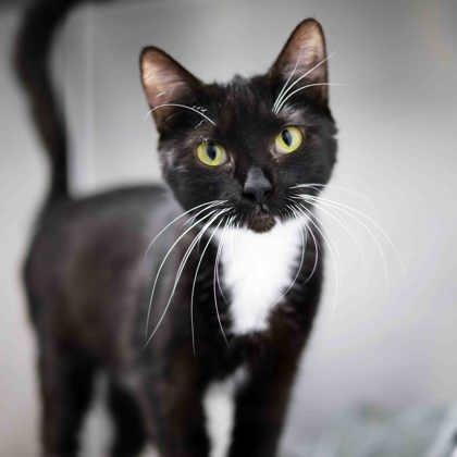 Claire, Adoptable, Adult Female Domestic Short Hair.