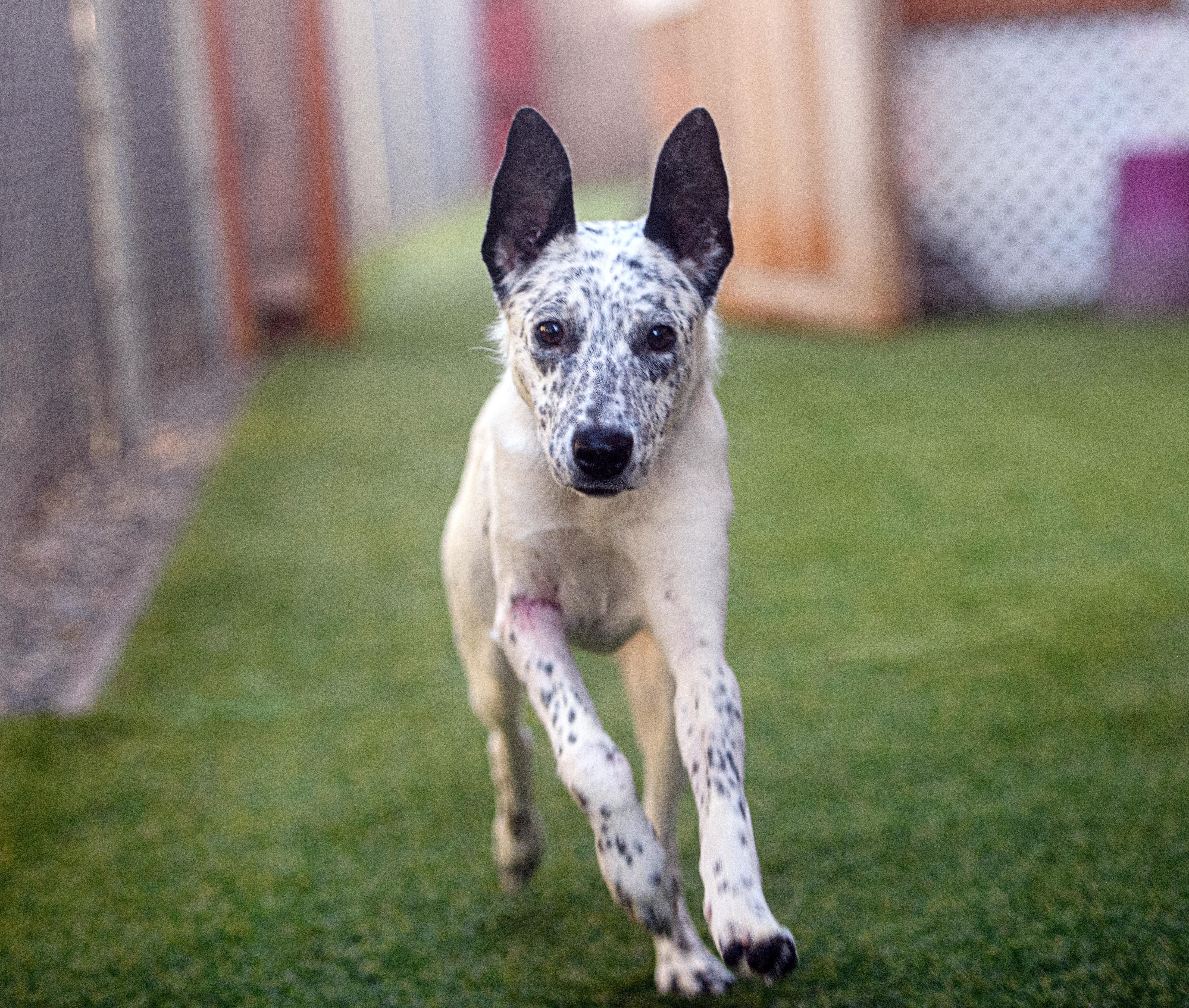 Enlarge Bella, a ADOPTABLE Australian Cattle Dog / Blue Heeler in Seattle, WA image 2/4