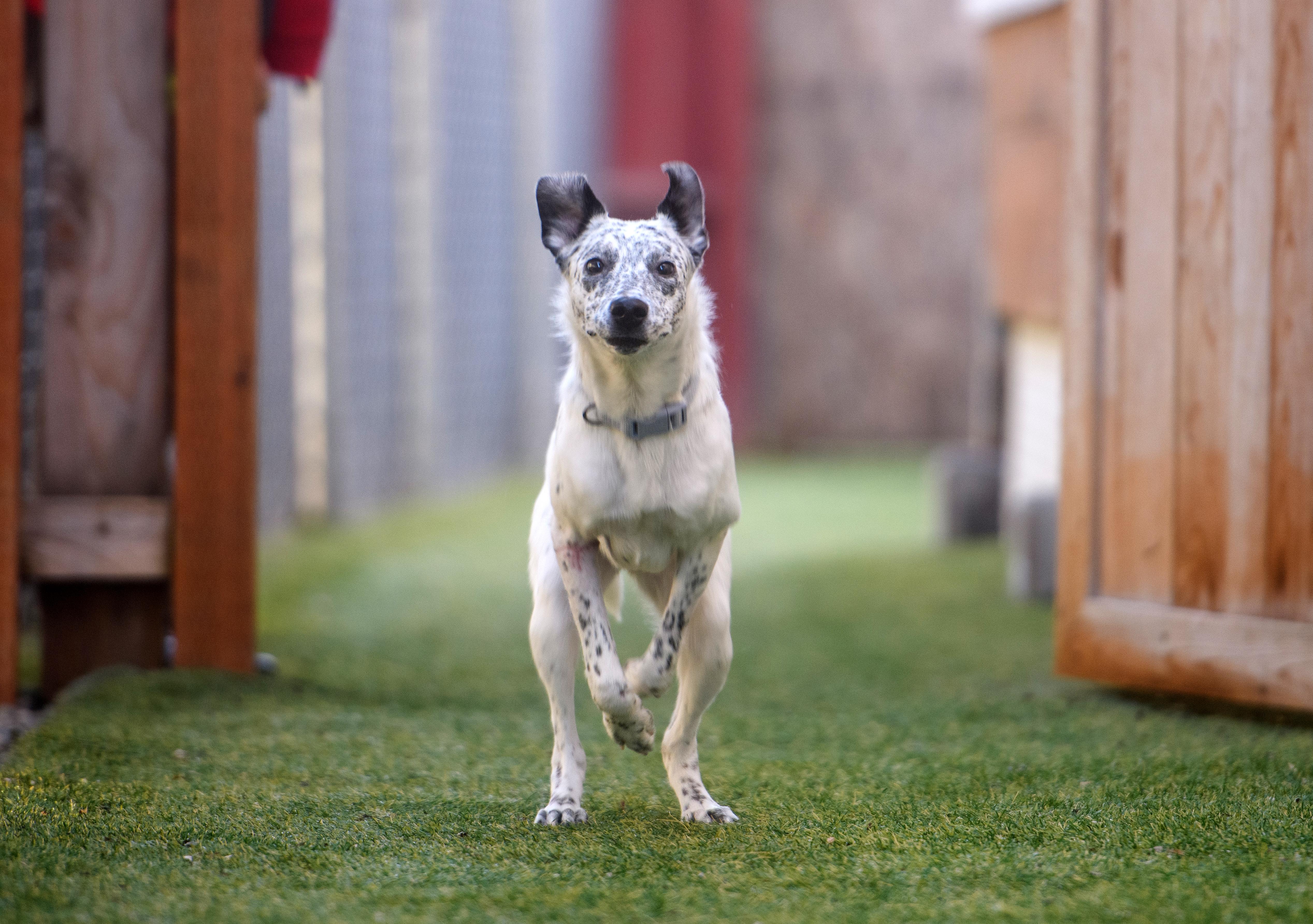 Enlarge Bella, a ADOPTABLE Australian Cattle Dog / Blue Heeler in Seattle, WA image 4/4