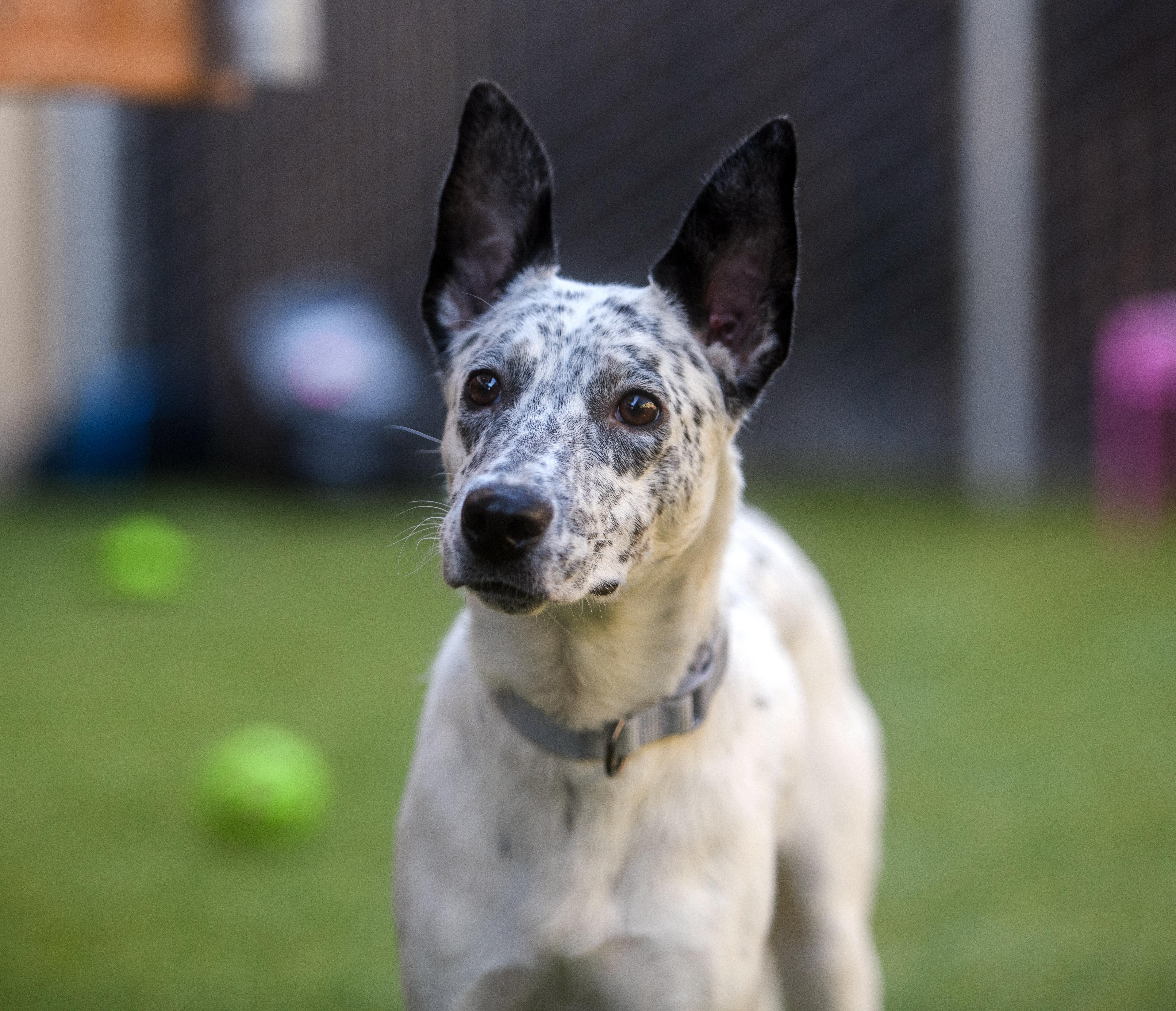 Enlarge Bella, a ADOPTABLE Australian Cattle Dog / Blue Heeler in Seattle, WA image 1/4
