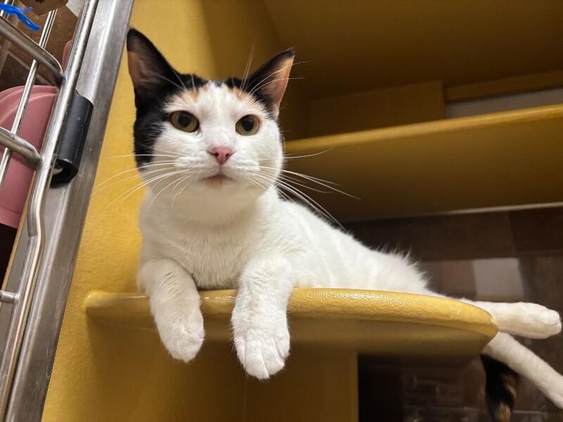 Enlarge Melanie, a Adoptable mixed breed in Fort Collins, CO image 2/6
