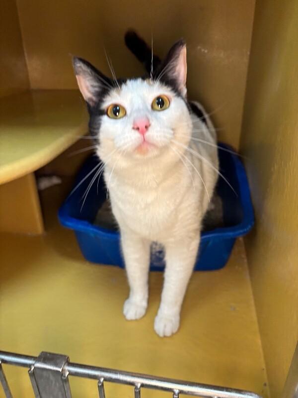 Enlarge Melanie, a Adoptable mixed breed in Fort Collins, CO image 3/6