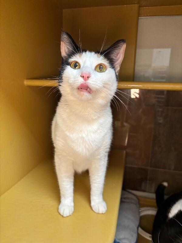 Enlarge Melanie, a Adoptable mixed breed in Fort Collins, CO image 5/6