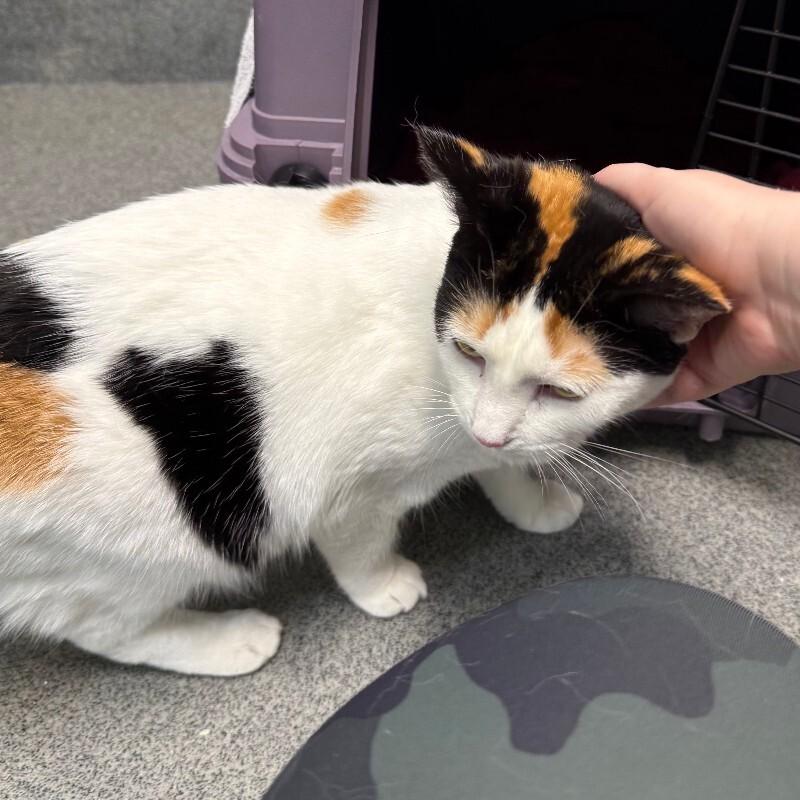 Enlarge Melanie, a Adoptable mixed breed in Fort Collins, CO image 6/6