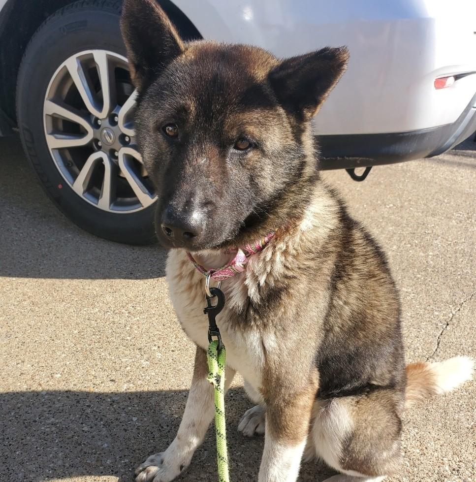 Teddy GDP, Adoptable, Adult Male Akita.