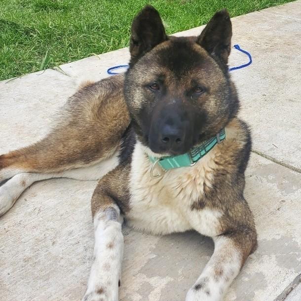 Enlarge Teddy GDP, a Adoptable mixed breed in Dallas, TX image 2/3