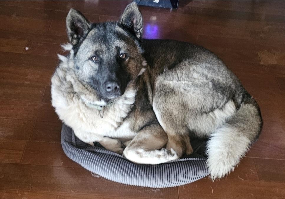 Enlarge Teddy GDP, a Adoptable mixed breed in Dallas, TX image 3/3