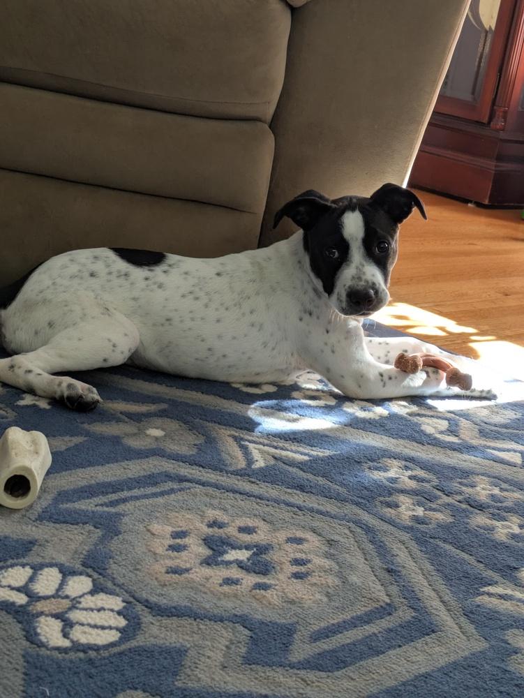 MeeMee, Adoptable, Puppy Female Spaniel.