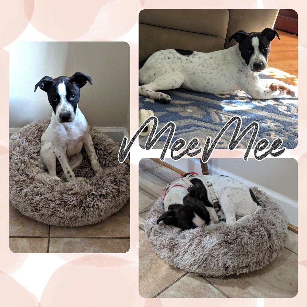 MeeMee, a Adoptable Spaniel in Amherst, NY image 2/5