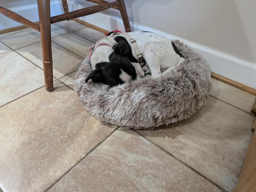 MeeMee, a Adoptable Spaniel in Amherst, NY image 4/5