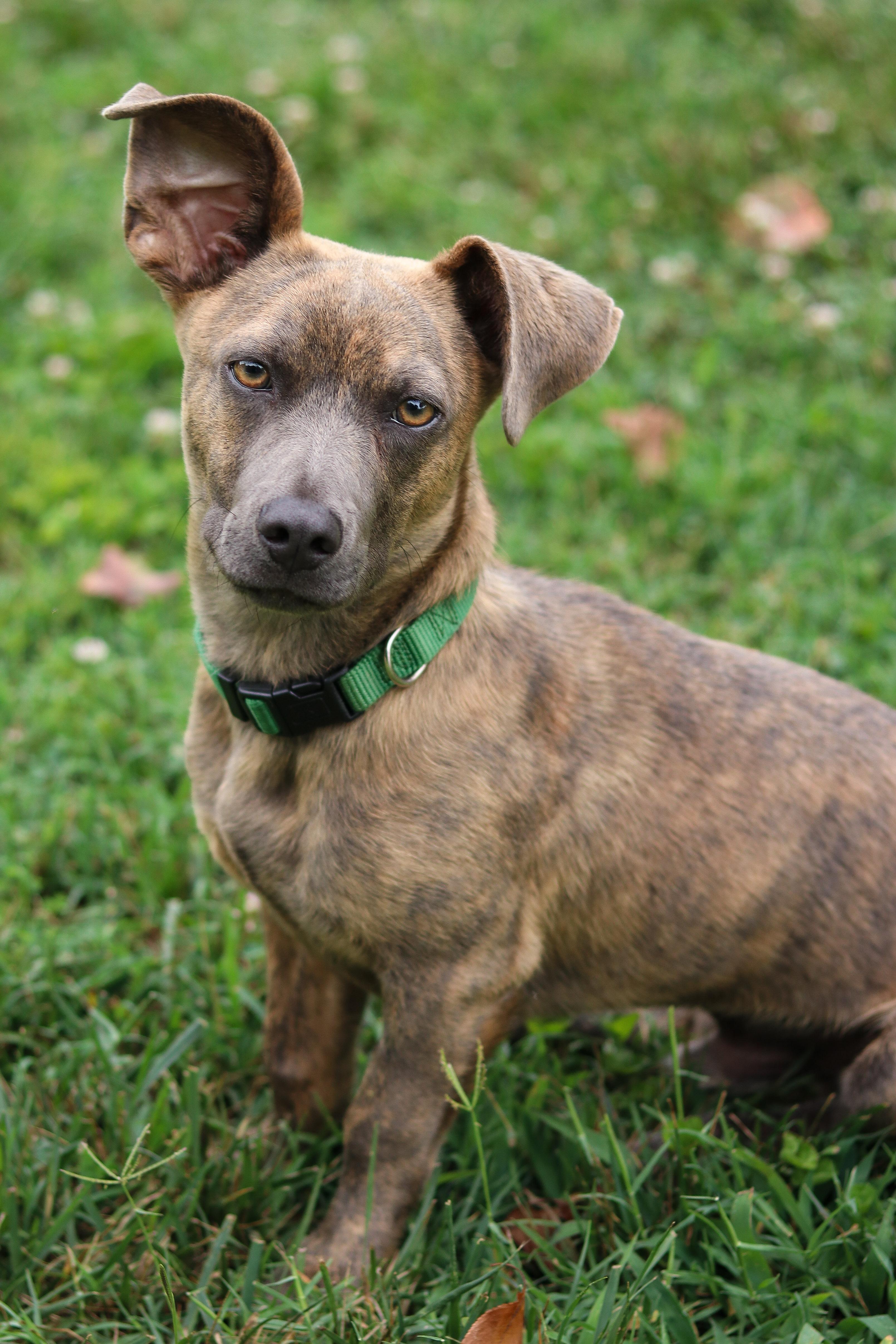 Davy, an adopted Mixed Breed in Statesville, NC image 3/5