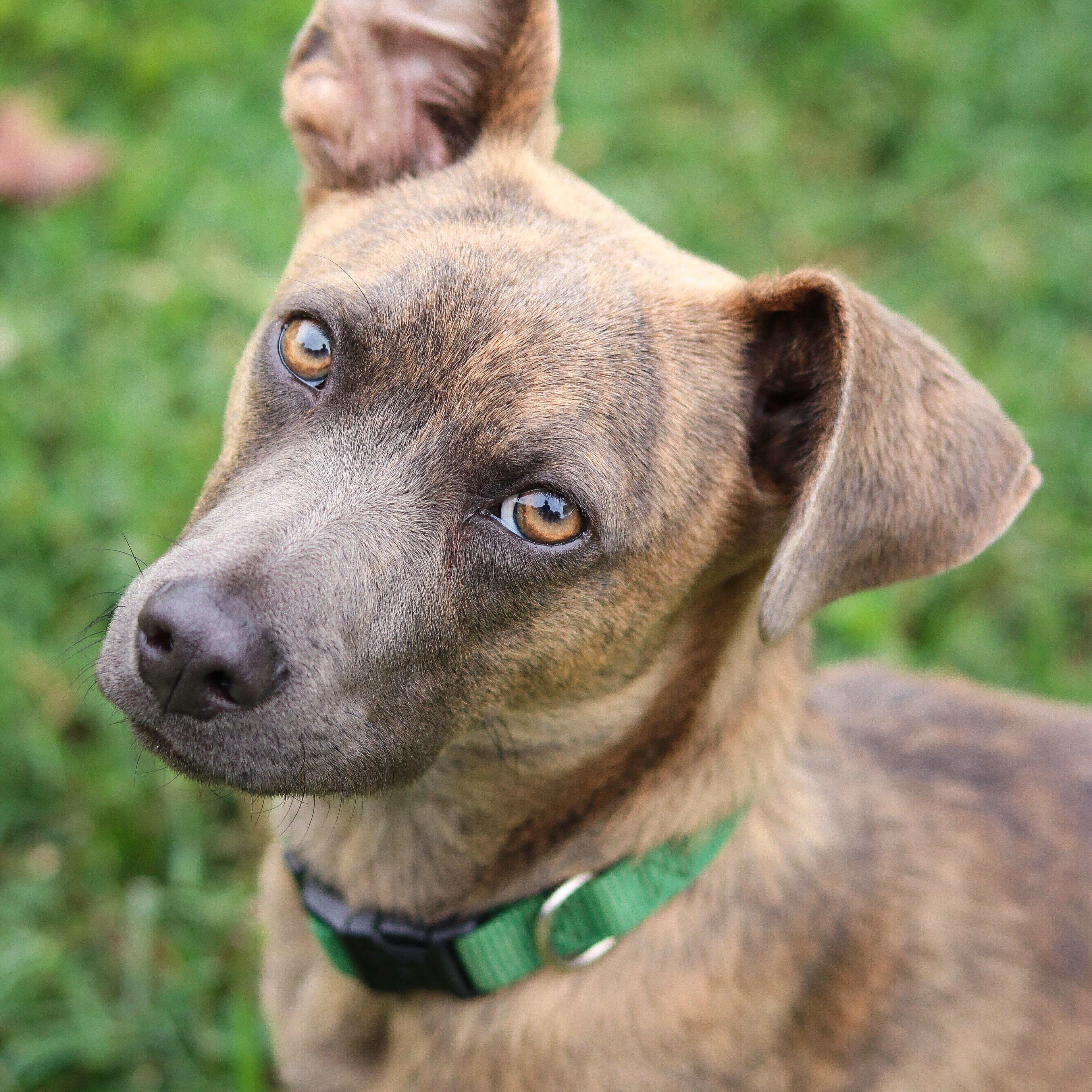 Davy, adopted, Young Male Mixed Breed.