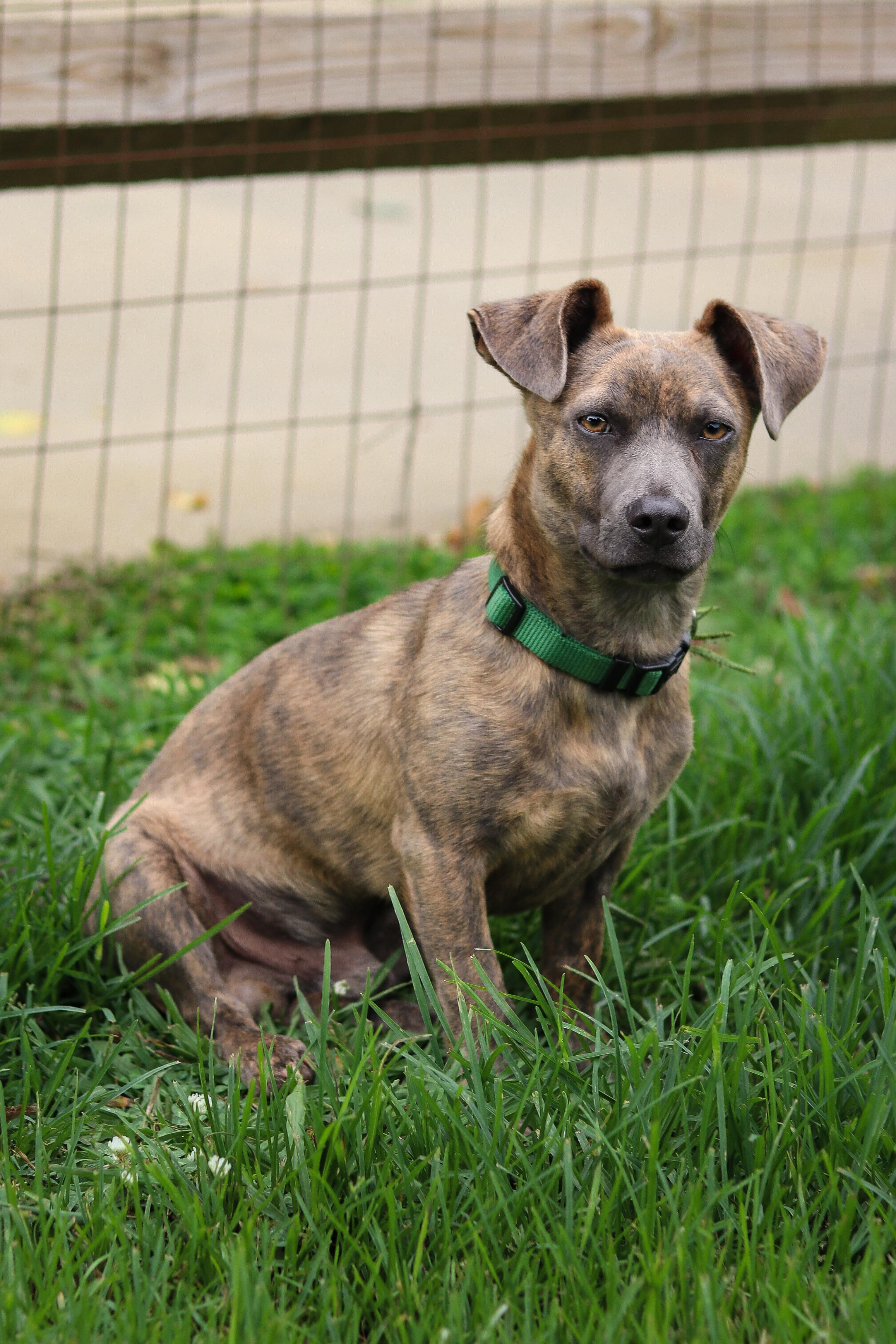 Davy, an adopted Mixed Breed in Statesville, NC image 5/5