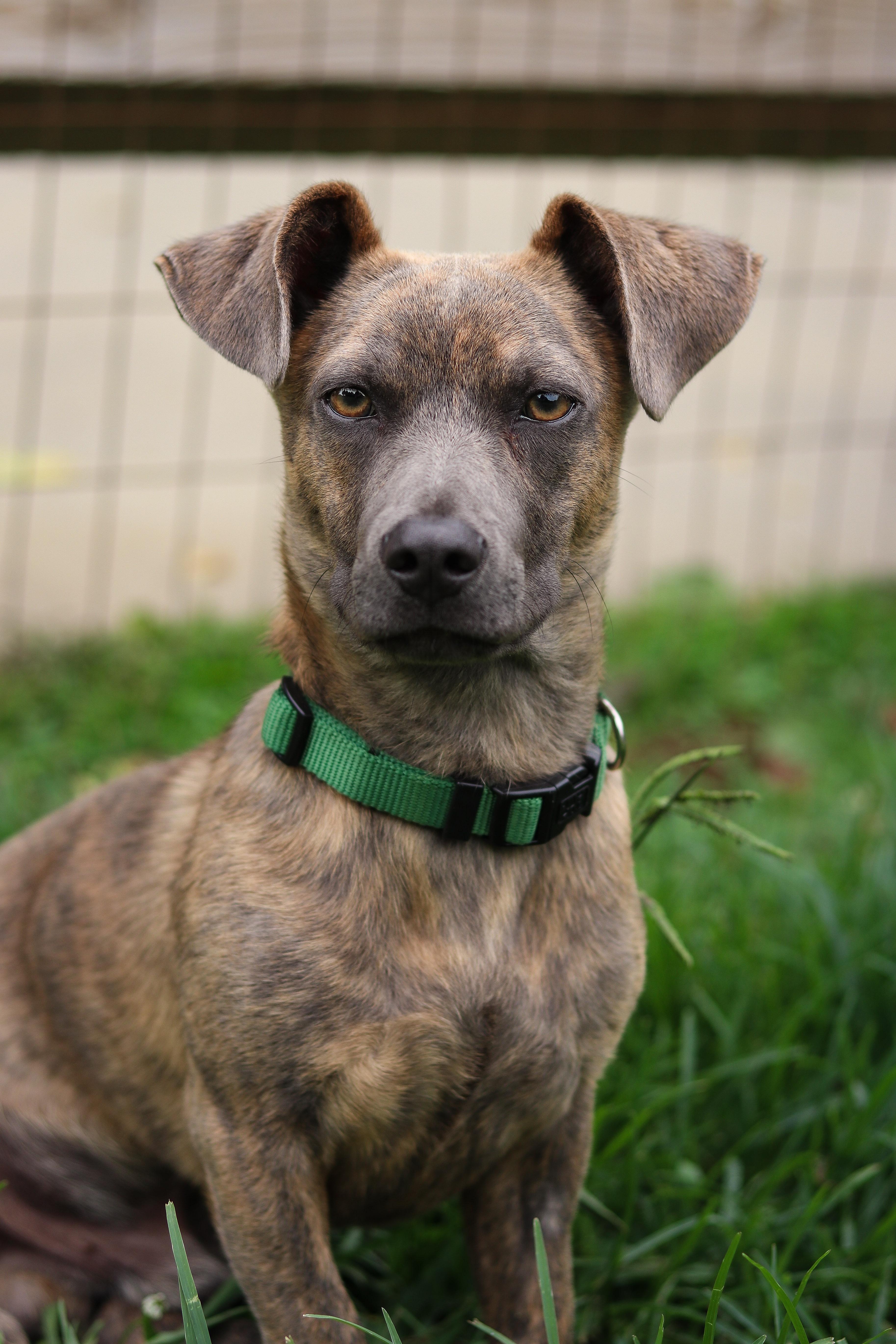 Davy, an adopted Mixed Breed in Statesville, NC image 4/5