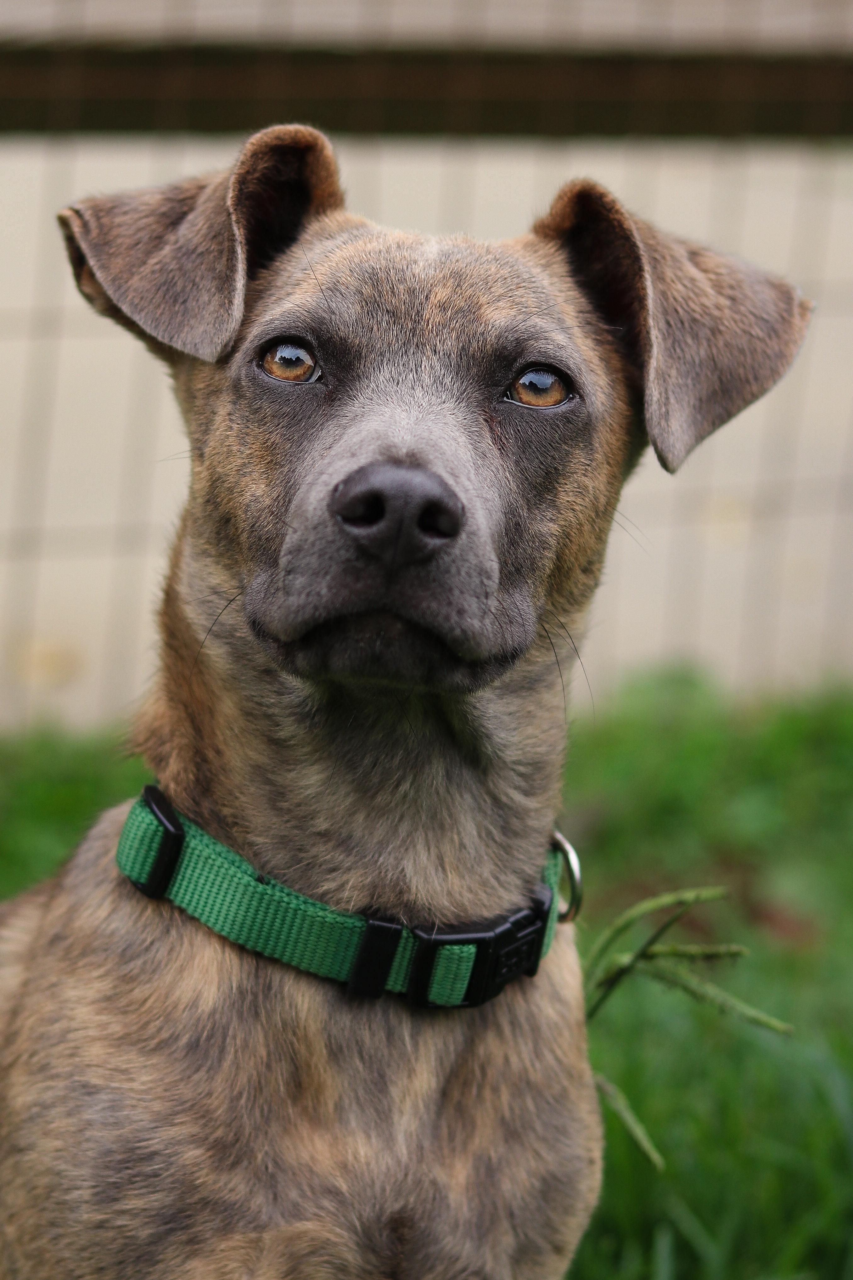 Davy, an adopted Mixed Breed in Statesville, NC image 2/5