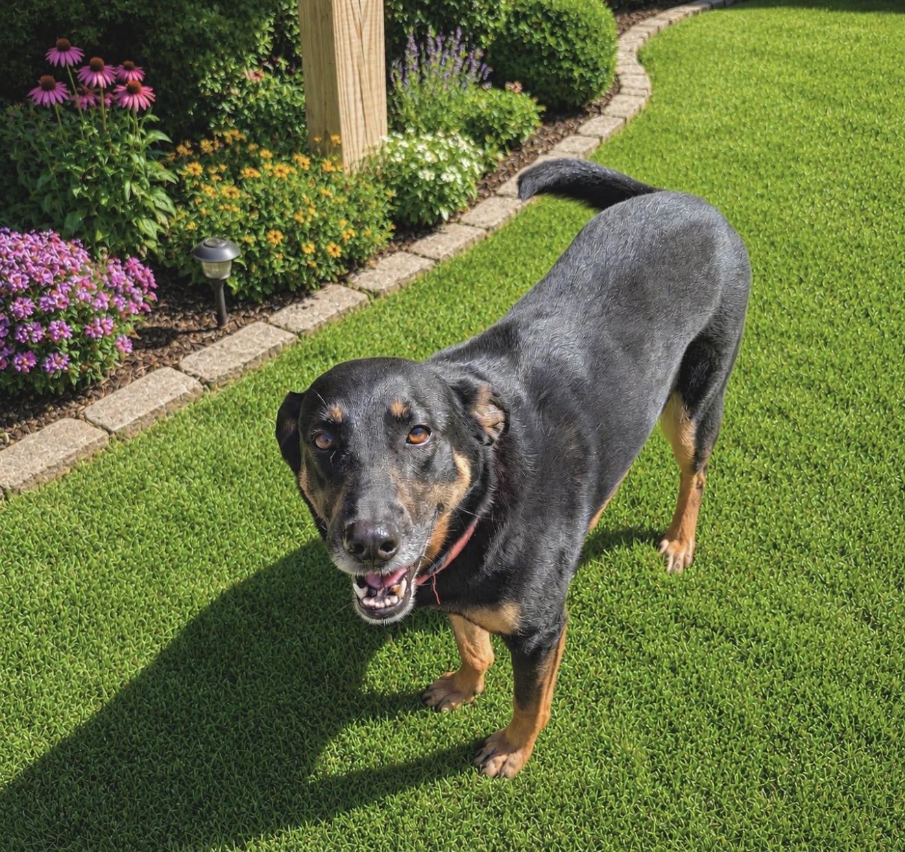 Enlarge Sophie, a Adoptable mixed breed in Elkton, MD image 2/6
