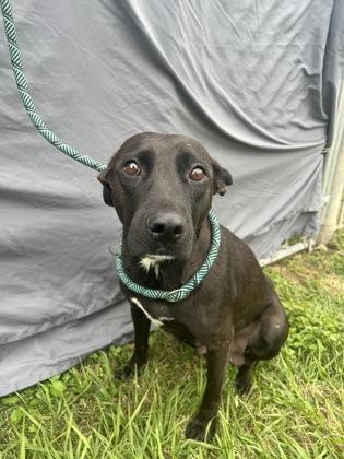 Coco, Adoptable, Adult Female Labrador Retriever & Mixed Breed.