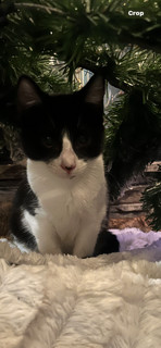 Enlarge Blizzard, a Adopted mixed breed in Reno, NV image 1/3