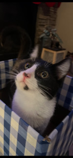 Enlarge Blizzard, a Adopted mixed breed in Reno, NV image 2/3