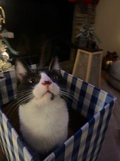 Enlarge Blizzard, a Adopted mixed breed in Reno, NV image 3/3