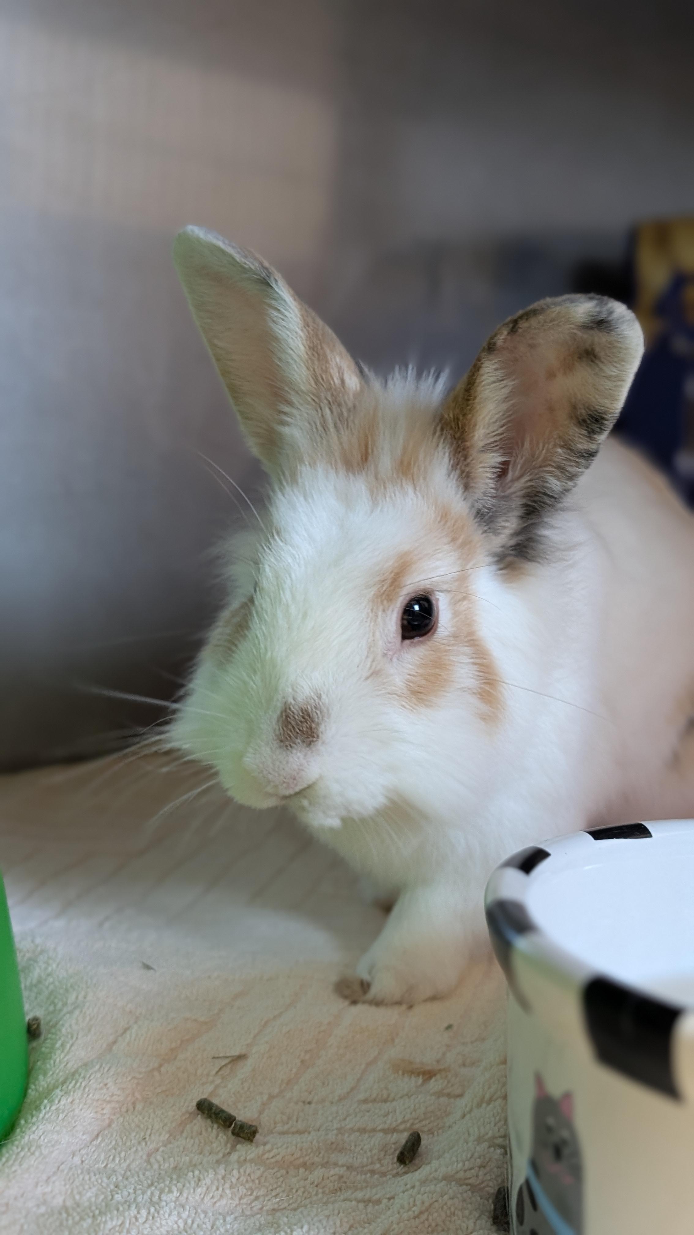 Enlarge Waffles, a Adoptable mixed breed in Coquitlam, BC image 2/2