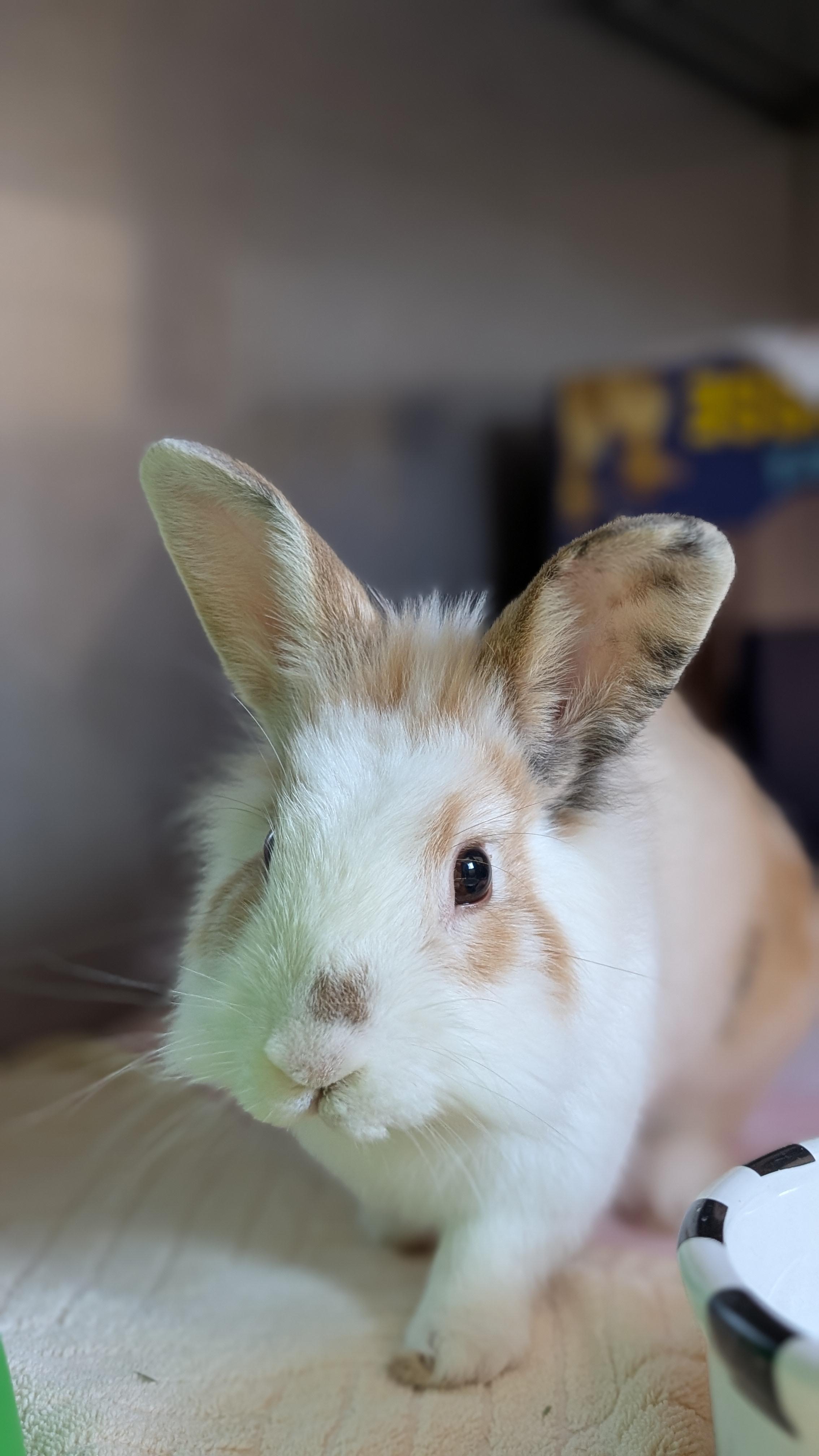 Enlarge Waffles, a Adoptable mixed breed in Coquitlam, BC image 1/2