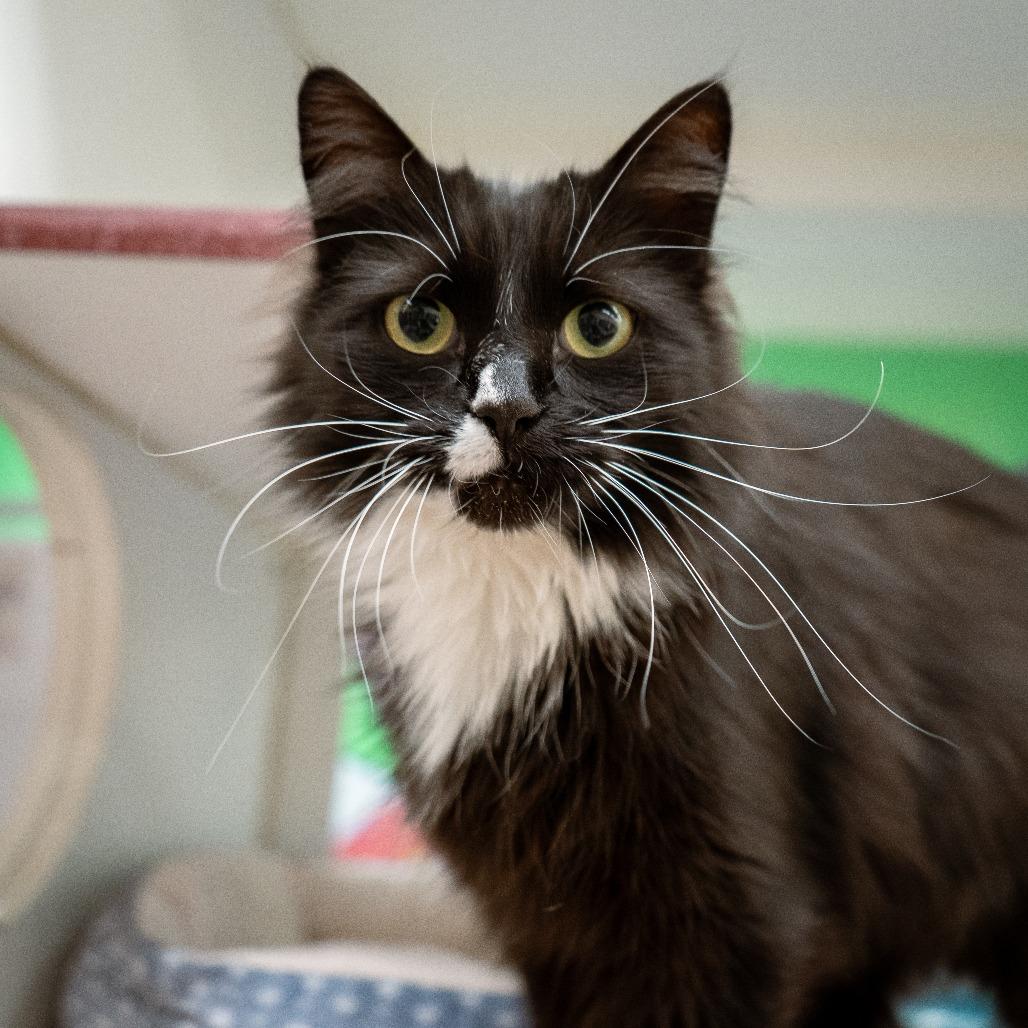 Domino, Adoptable, Adult Female Domestic Medium Hair.