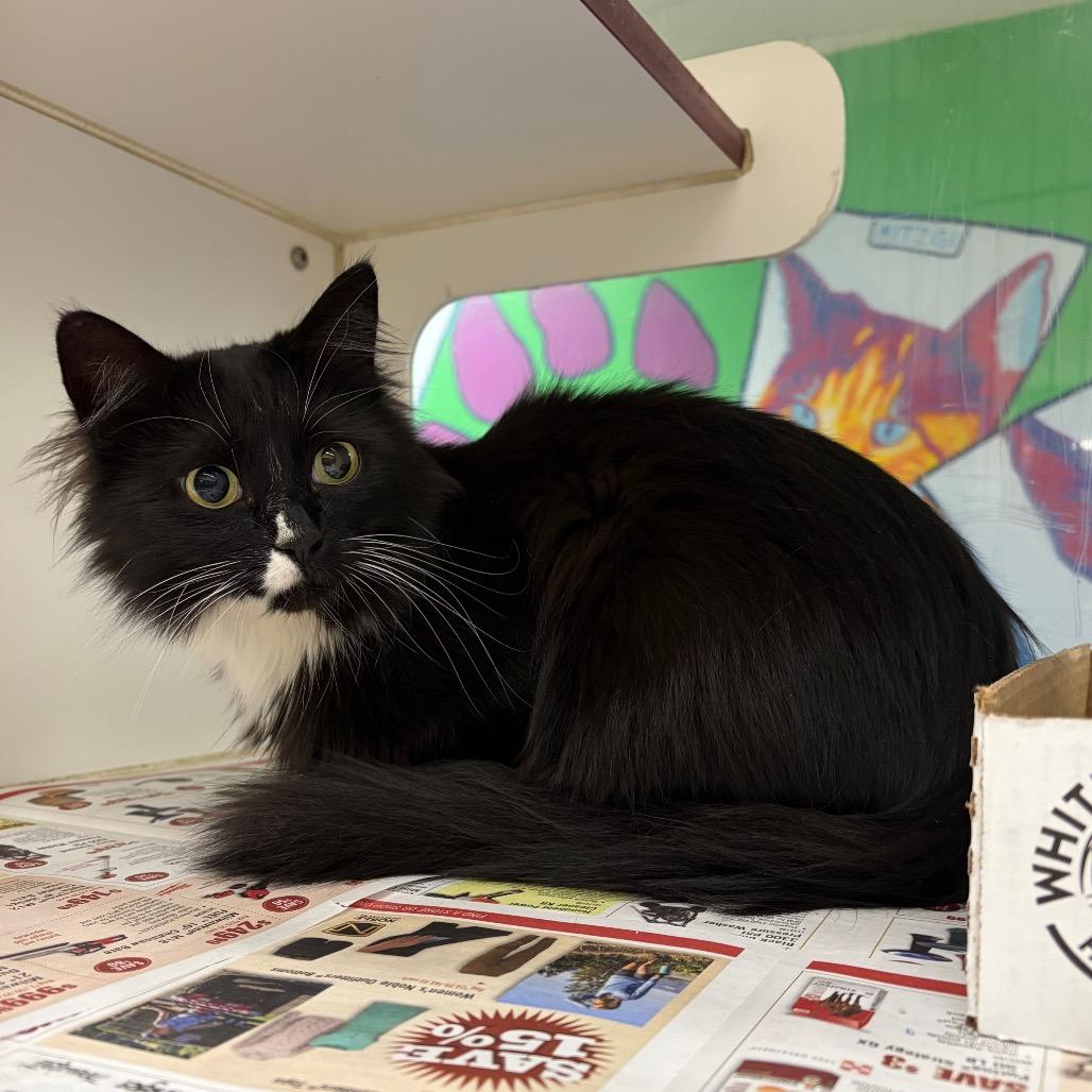 Domino, a Adoptable Domestic Medium Hair in Cheyenne, WY image 2/3