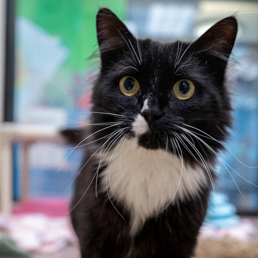 Domino, a Adoptable Domestic Medium Hair in Cheyenne, WY image 3/3