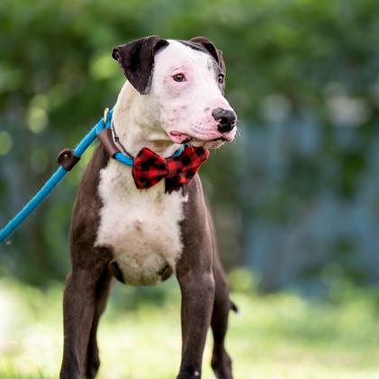 Wishbone, Adoptable, Adult Male Greyhound & Mixed Breed.