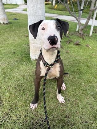 Enlarge Wishbone, a Adoptable mixed breed in Honolulu, HI image 2/3