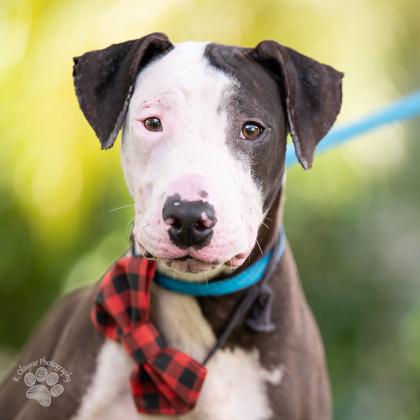 Wishbone thumbnail 4