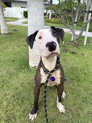 Enlarge Wishbone, a Adoptable mixed breed in Honolulu, HI image 3/3