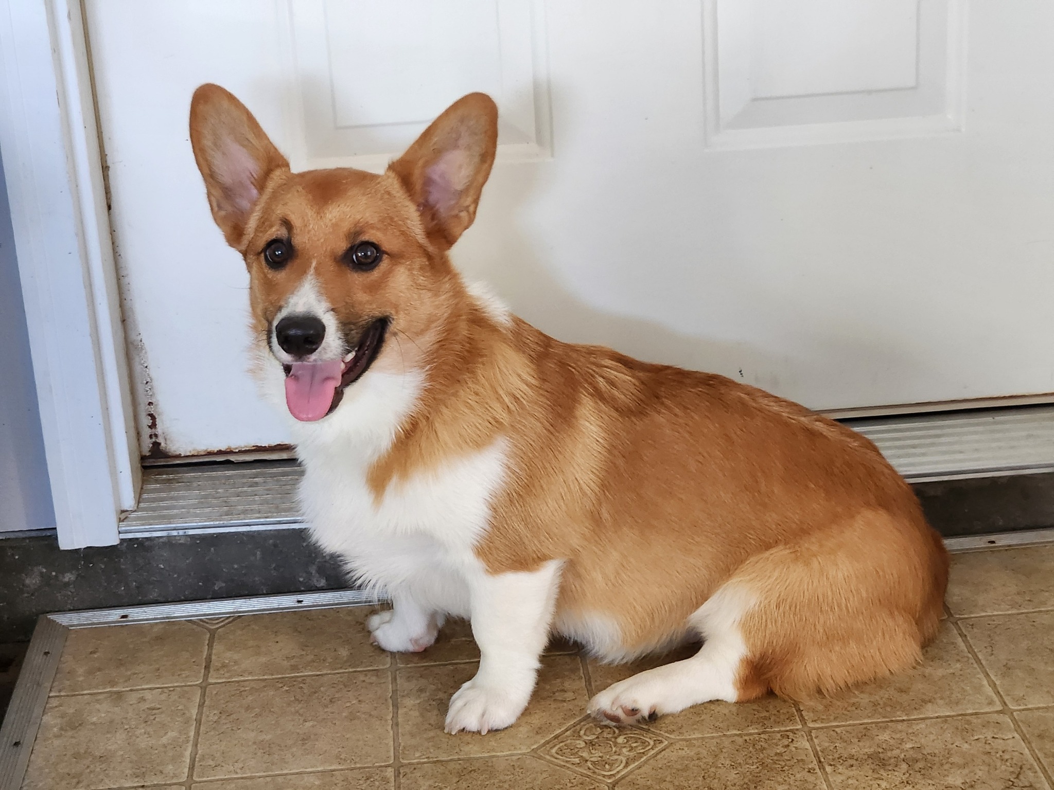 NO LONGER AVAILABLE - Manny, Adopted, Puppy Male Corgi.