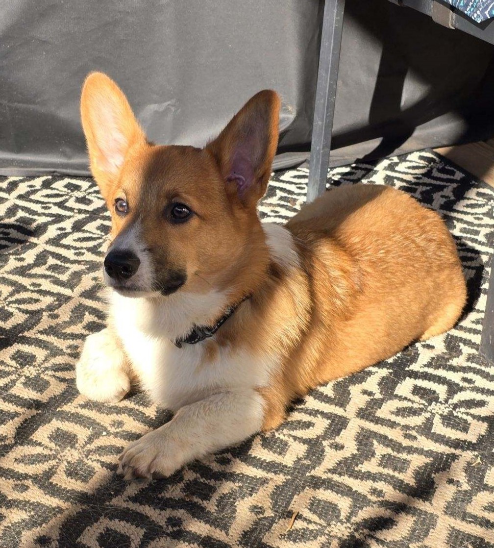 Enlarge NO LONGER AVAILABLE - Manny, a Adopted Corgi in Junction City, KS image 2/2