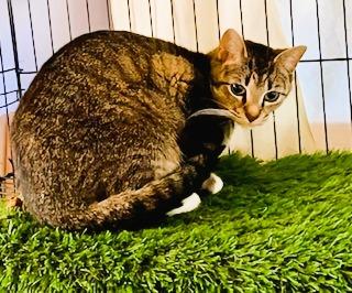 Lanie, Adopted, Adult Female Domestic Short Hair.