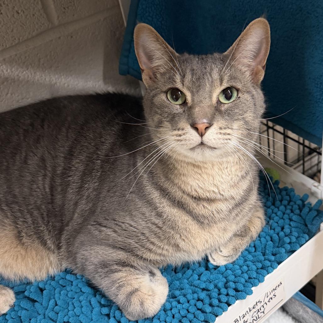 Ronald, Adoptable, Adult Male Domestic Short Hair.