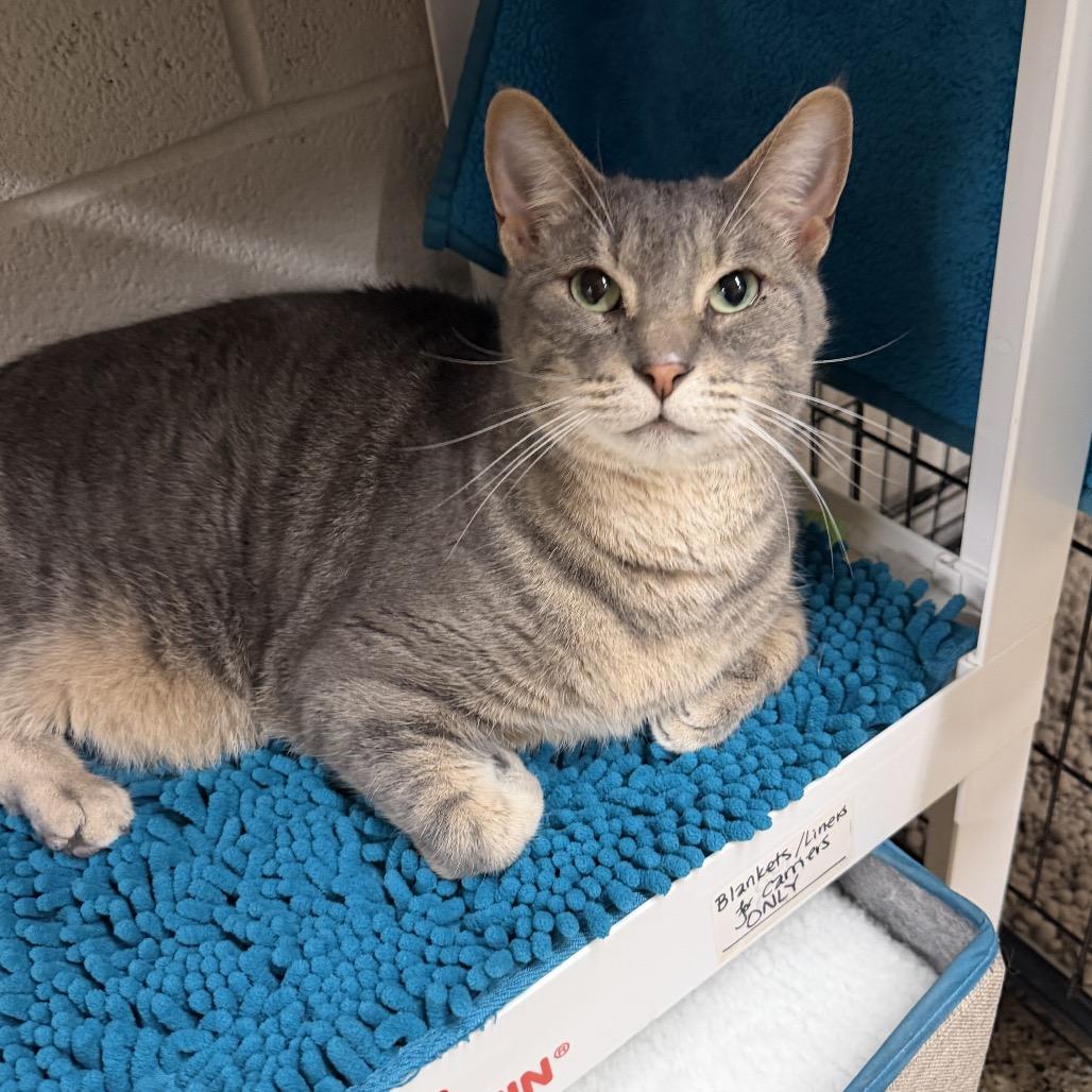 Enlarge Ronald, a Adoptable Domestic Short Hair in Middleburg Heights , OH image 2/3