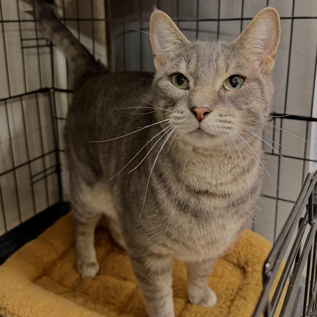 Enlarge Ronald, a Adoptable Domestic Short Hair in Middleburg Heights , OH image 3/3
